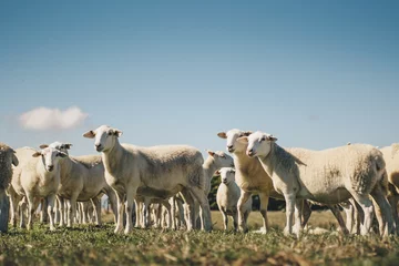Fotobehang Australian sheep © Abigail