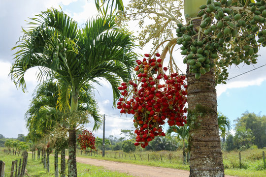 Manila palm raw seed on tree, Veitchia merrillii