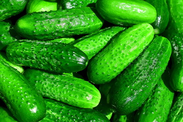Lots of green cucumbers. Clean green cucumbers glisten. The size of vegetables is small. Cucumbers have thorns. Macro. Closeup.
