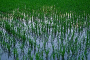水田