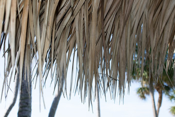 Palm Frond Umbrella Closeup