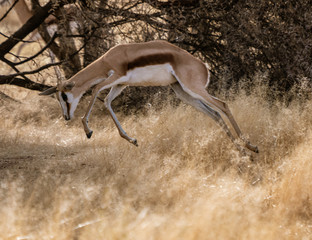 Springbok runs through short dry grass