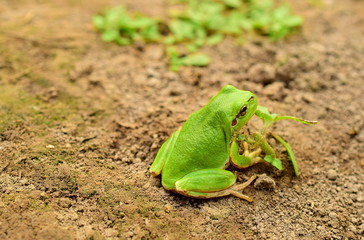 Far Eastern tree frog or East Siberian tree frog (lat. Hyla japonica) is an amphibian of the tree frog family. Macro. Closeup.