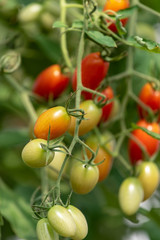 熟れ始めたミニトマトの実