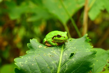 Green frog on a green leaf. Far Eastern tree frog or East Siberian tree frog (lat. Hyla japonica) is an amphibian of the tree frog family. Macro. Closeup.