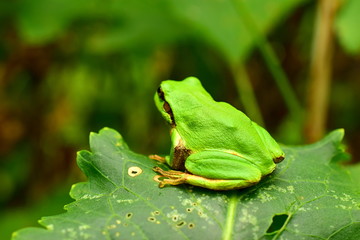 Green frog on a green leaf. Far Eastern tree frog or East Siberian tree frog (lat. Hyla japonica) is an amphibian of the tree frog family. Macro. Closeup.
