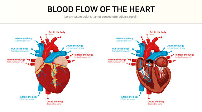 Blood flow of the heart