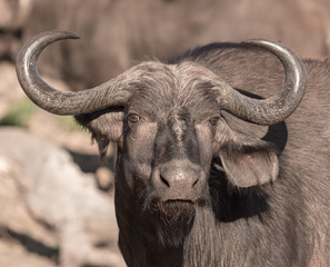 Naklejka premium A single cape buffalo looks at the photographer