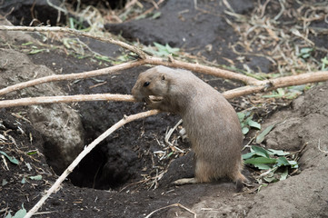 枝を飛び越えようとするプレーリードッグ