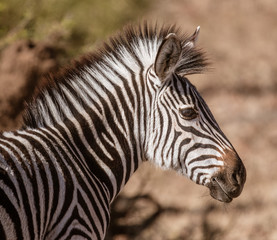 Fototapeta na wymiar Close-up profile of a zebra