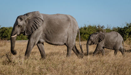 Fototapeta premium Family of elephants walks along river edge