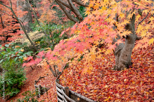 京都 北野天満宮の紅葉 Wall Mural Wallpaper Murals Yoshihiro Okamoto 京都 北野天満宮の紅葉 Wall Mural Wallpaper Murals Yoshihiro Okamoto