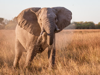 Naklejka na ściany i meble Close-up of elephant drinking water from a marsh