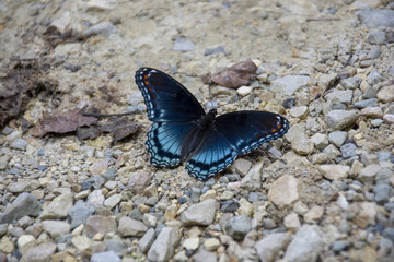A beautiful Red-Spotted Purple butterfly lands on a path of gravel and stone.