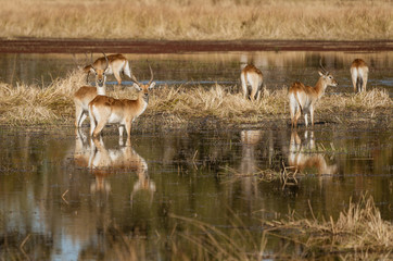 Fototapeta na wymiar Impala often stand in knee-deep water when eating