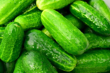Lots of green cucumbers. Clean green cucumbers glisten. The size of vegetables is small. Cucumbers have thorns. Macro. Closeup.