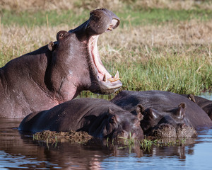 Fototapeta na wymiar One hippo yawns, to show power over other prostrate hippos