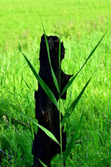 Forest exhibit. Burnt to coal stump and reeds decorated with green meadow.  Closeup.