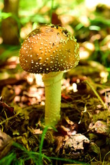 The mushroom is poisonous. Fly agaric Panther (lat. Amanita pantherina) is a fungus of the genus Amanita (lat. Amanita) families Amanite (lat. Amanitaceae). Macro. Closeup.