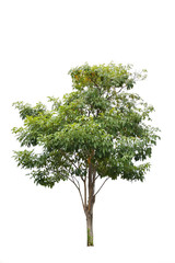 Fototapeta premium Perennial plant isolate on white background , Tropical tree with brown trunk and green bush 