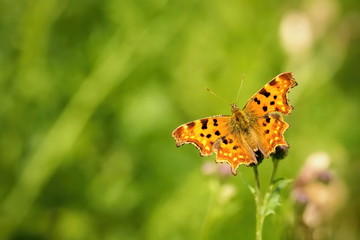 Bright orange and black spotted butterfly, Polygonia c-album, open wings, sitting on purple thistle, summer sunny day, green blurry background, copy space