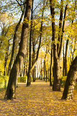 Beautiful linden alley in historical park (Summer Garden) in St. Petersburg with colorful trees and sunlight, yellow leaves fallen on the path. Sunny Golden autumn, Autumn Landscape. 