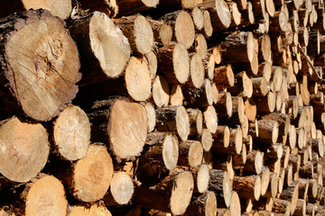 logs of trees - Chopped wood logs -