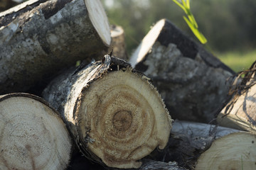 Fototapeta premium Log stack