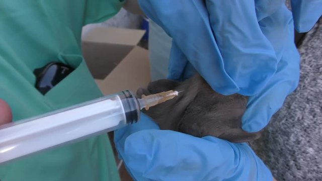 Veterinarian dispenses subcutaneous under skin infusion to injured fruit bat