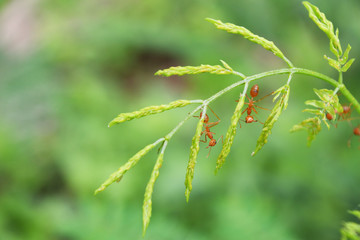 Orange gaster  or Weaver or Green tree ants on grass stem with natural green background , Oecophylla smaragdina
