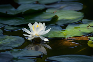 Water lily in a pond.