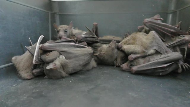 Exhausted fruit bats wait in cage after their habitat was demolished. They are going to get medical checkup and food