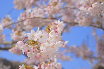 桜　春　素材