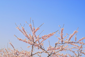桜　空　素材