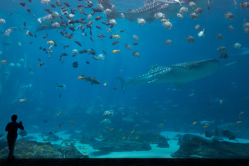 One Child Silhouetted In Front of Whale Shark Tank