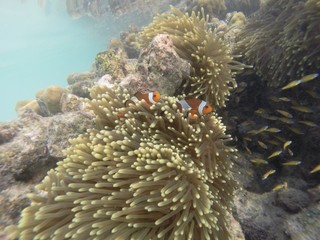 Naklejka na ściany i meble Amphiprion Ocellaris Clownfish (Nemo) in the sea