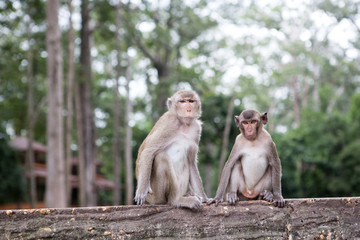 Fototapeta na wymiar Long-tailed macaque