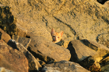A little  kitten in the sunset