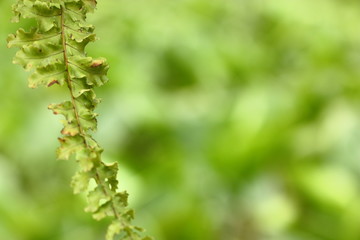 blury photo of green leaf plant