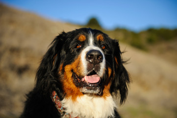 Bernese Mountain Dog outdoor portrait head shot