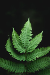 Fern Leaves In nature green Dark tone