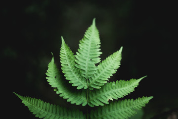 Fern Leaves In nature green Dark tone