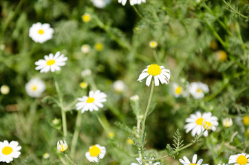 white daisy (Bellis Perennis) aka Common daisy or Lawn daisy or English daisy flower