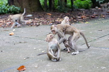 Long-tailed macaque
