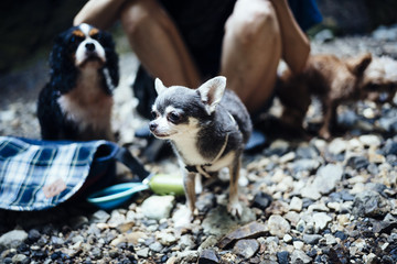 A dog on the stone of the river:Chihuahua