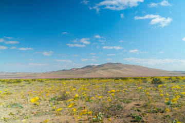 Landscape of the flowery desert of Atacama, Northern Chile