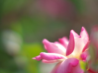 バラのある風景