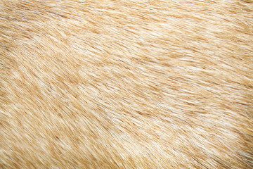 Fur dog skin texture with soft smooth short patterns , Nature brown line background