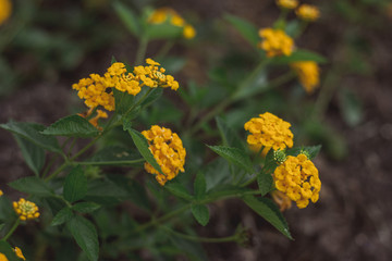 Large yellow macro flowers