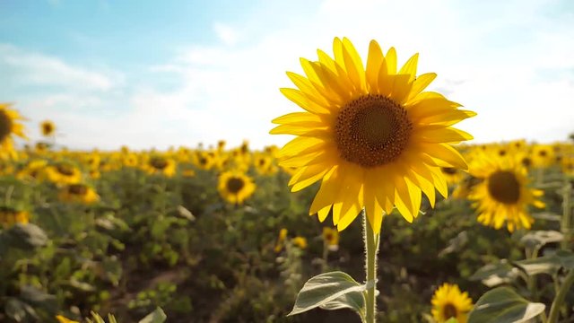 beautiful sunflower Helianthus field of yellow flowers on a background of blue sky landscape. slow motion video. a lot of sunflower - a large field of agriculture. lifestyle collection of biomass oil